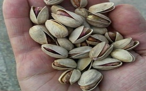 تصویر 3 از قیمت خرید پسته خنجری با فروش عمده